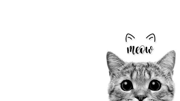 Detail Cat Desktop Wallpaper Nomer 12