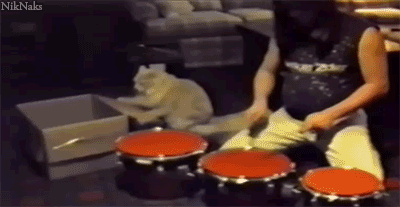 Detail Cat Drum Meme Nomer 13