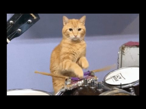 Detail Cat Drum Meme Nomer 14