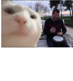 Detail Cat Drum Meme Nomer 8