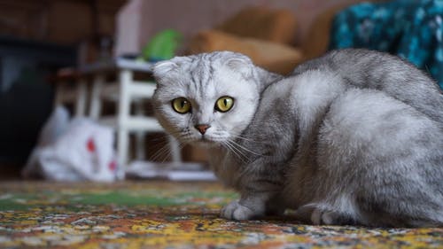 Detail Cat Free Download Nomer 15
