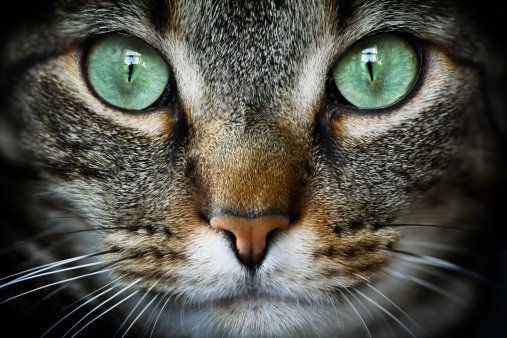 Detail Cat Free Download Nomer 22