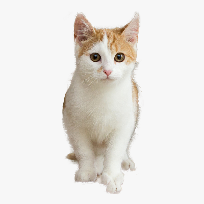 Detail Cat Free Download Nomer 23