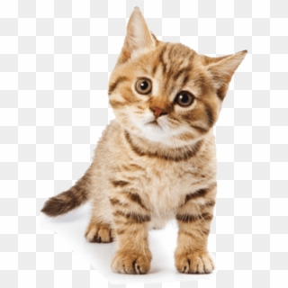 Detail Cat Free Download Nomer 24
