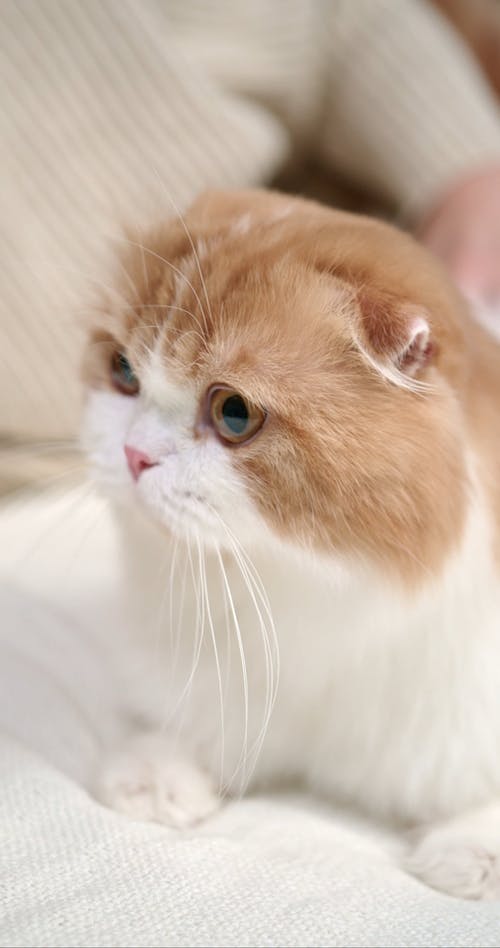 Detail Cat Free Download Nomer 25