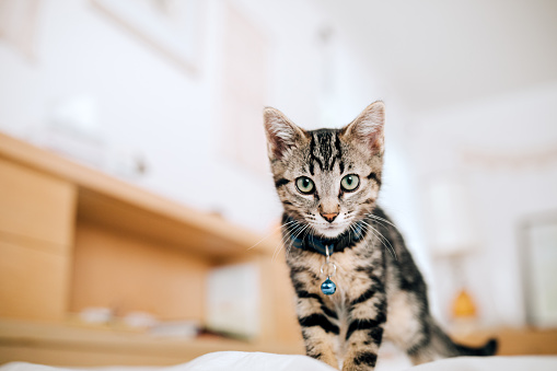 Detail Cat Free Download Nomer 4