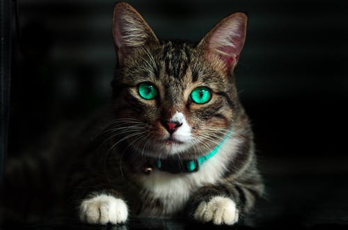 Detail Cat Free Download Nomer 28