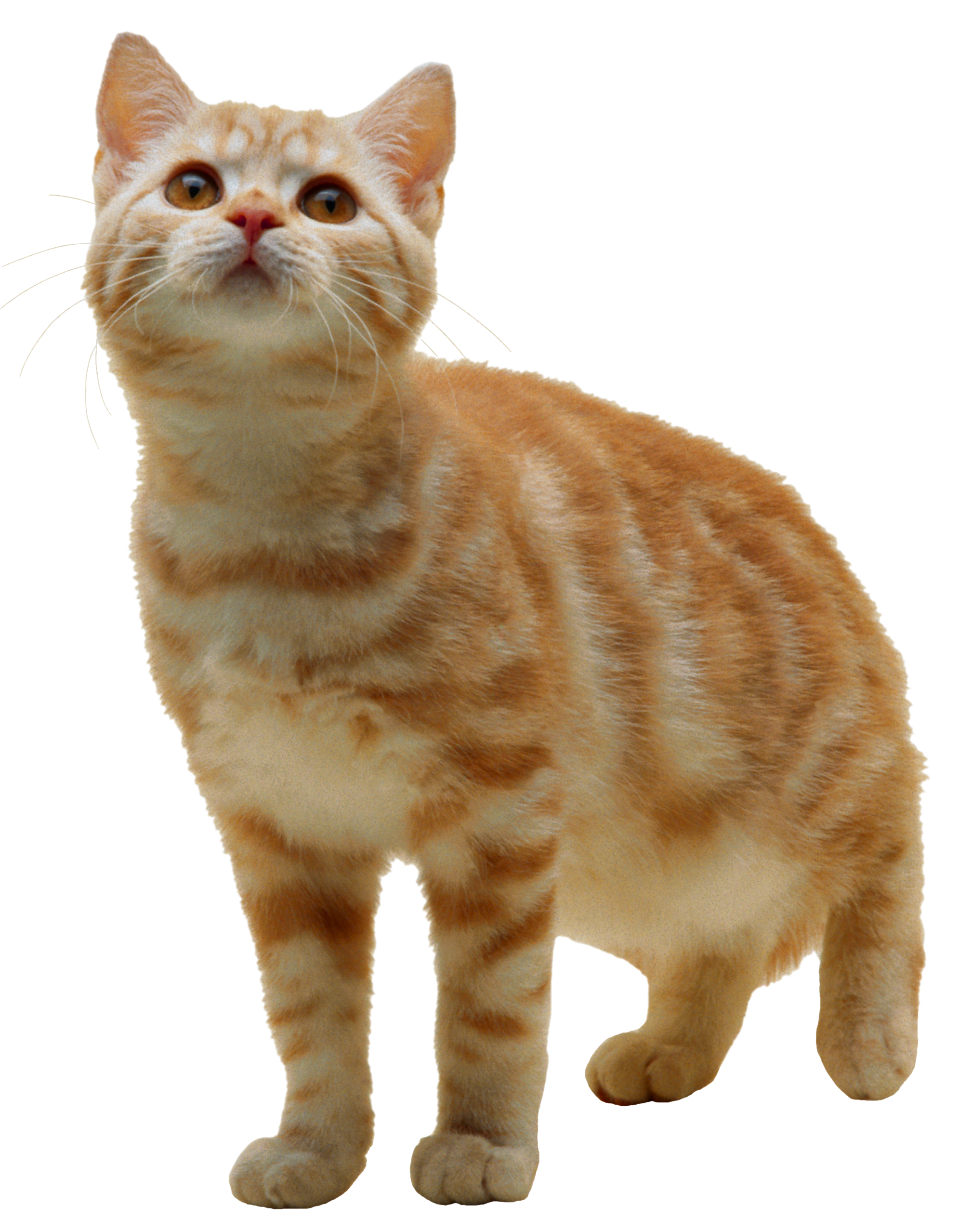 Detail Cat Free Download Nomer 29
