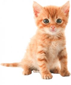 Detail Cat Free Download Nomer 30
