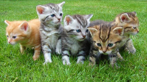 Detail Cat Free Download Nomer 31