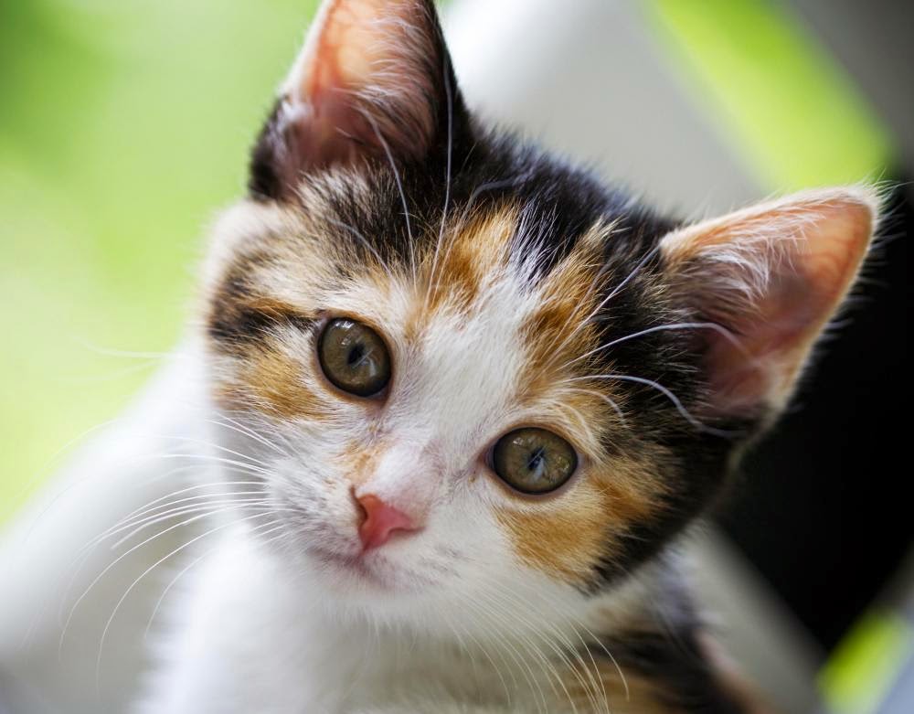 Detail Cat Free Download Nomer 32