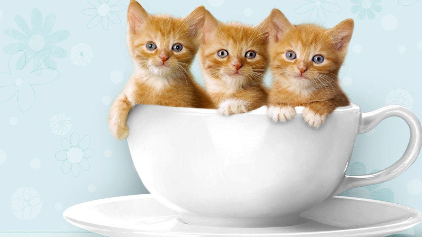 Detail Cat Free Download Nomer 34