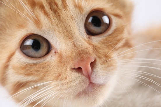 Detail Cat Free Download Nomer 35