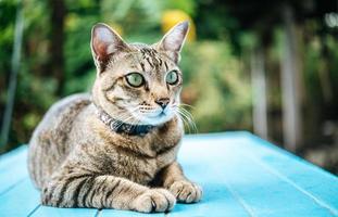 Detail Cat Free Download Nomer 37