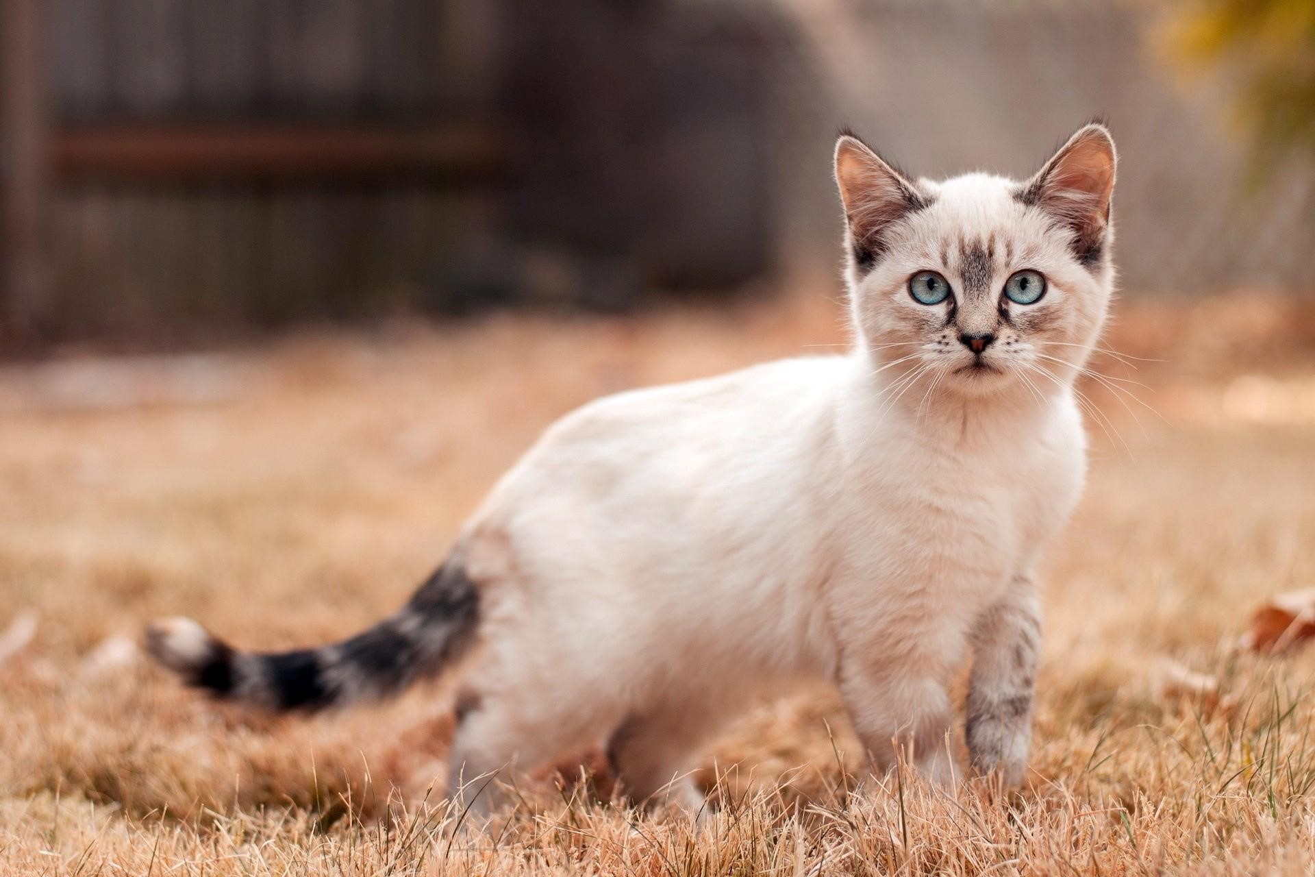 Detail Cat Free Download Nomer 38