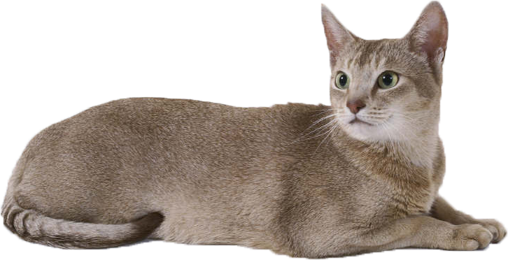 Detail Cat Free Download Nomer 40