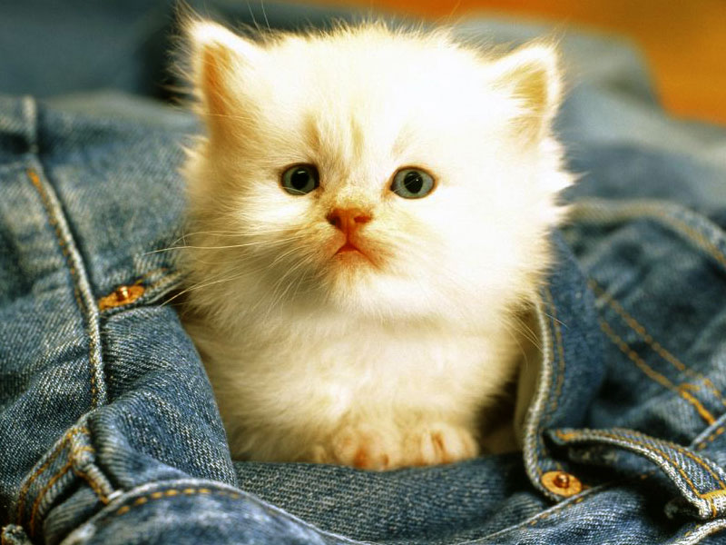 Detail Cat Free Download Nomer 45
