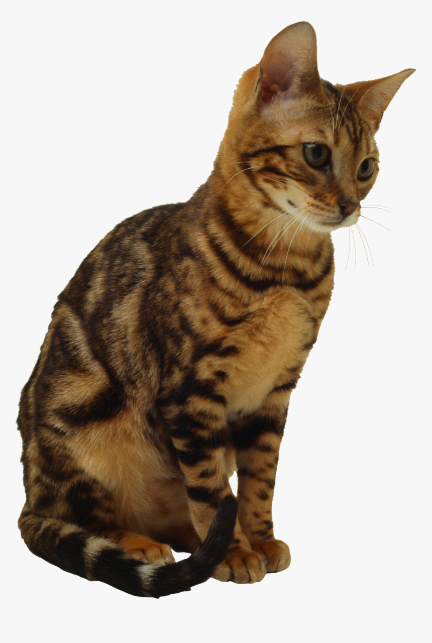 Detail Cat Free Download Nomer 47