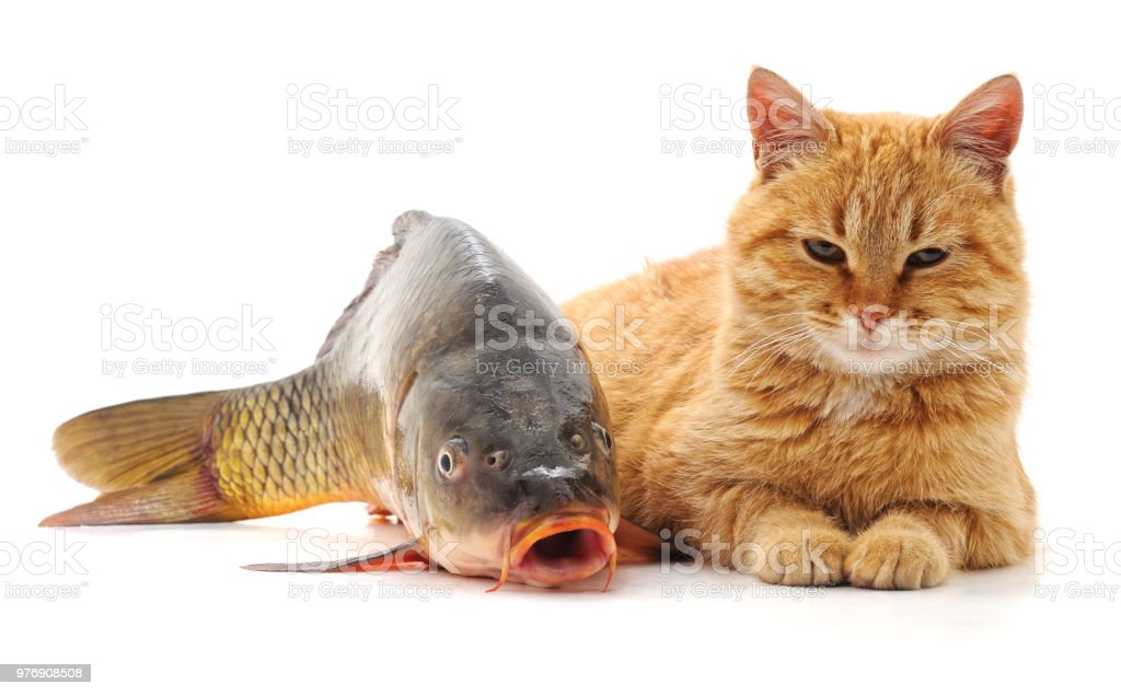Detail Cat Free Download Nomer 48