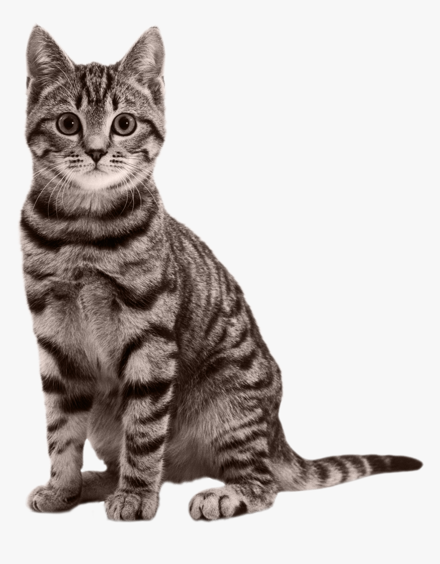 Detail Cat Free Download Nomer 49