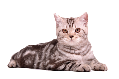 Detail Cat Free Download Nomer 51