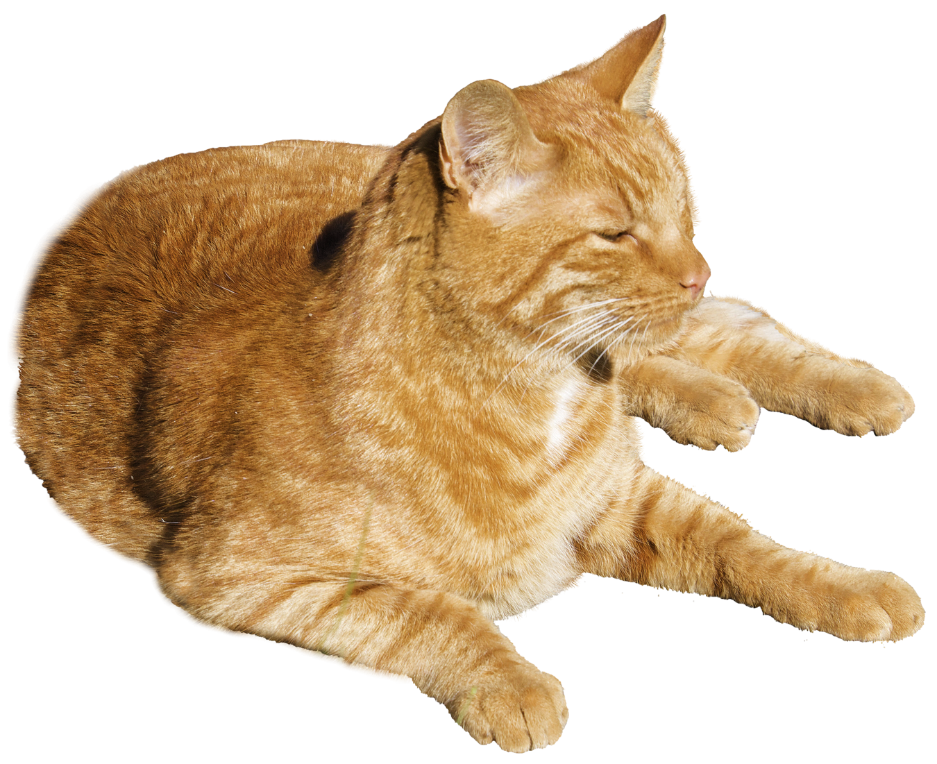 Detail Cat Free Download Nomer 52