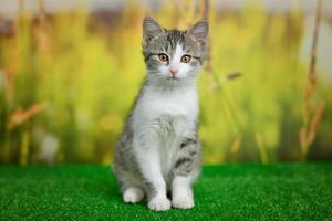 Detail Cat Free Download Nomer 53