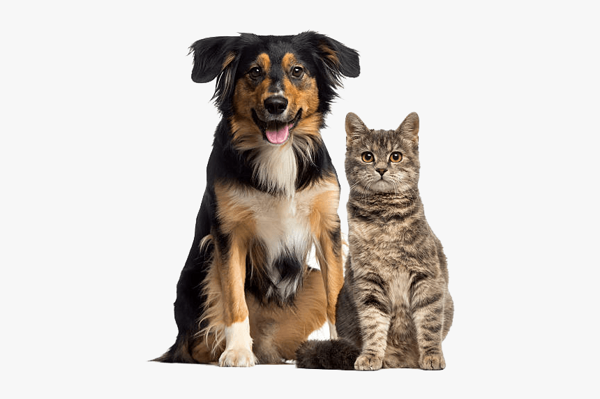 Detail Cat Free Download Nomer 55