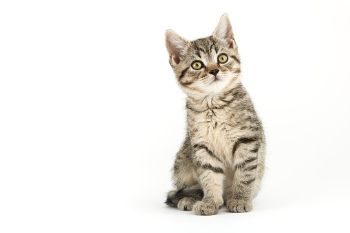 Detail Cat Free Download Nomer 8