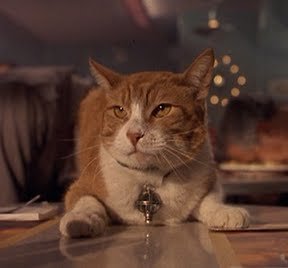 Cat From Men In Black - KibrisPDR