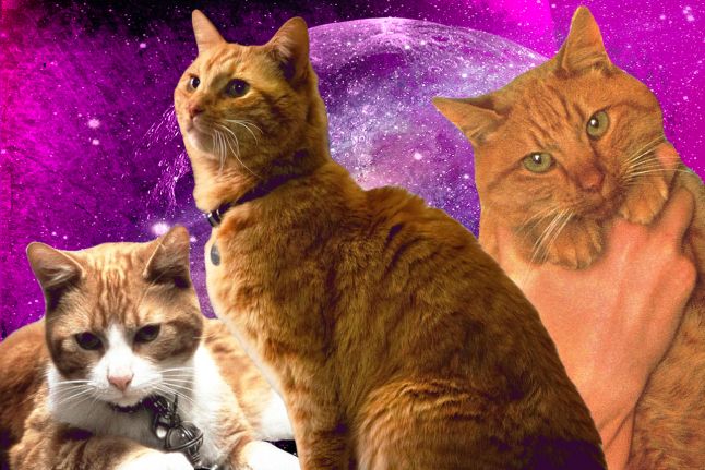 Detail Cat From Men In Black Nomer 5