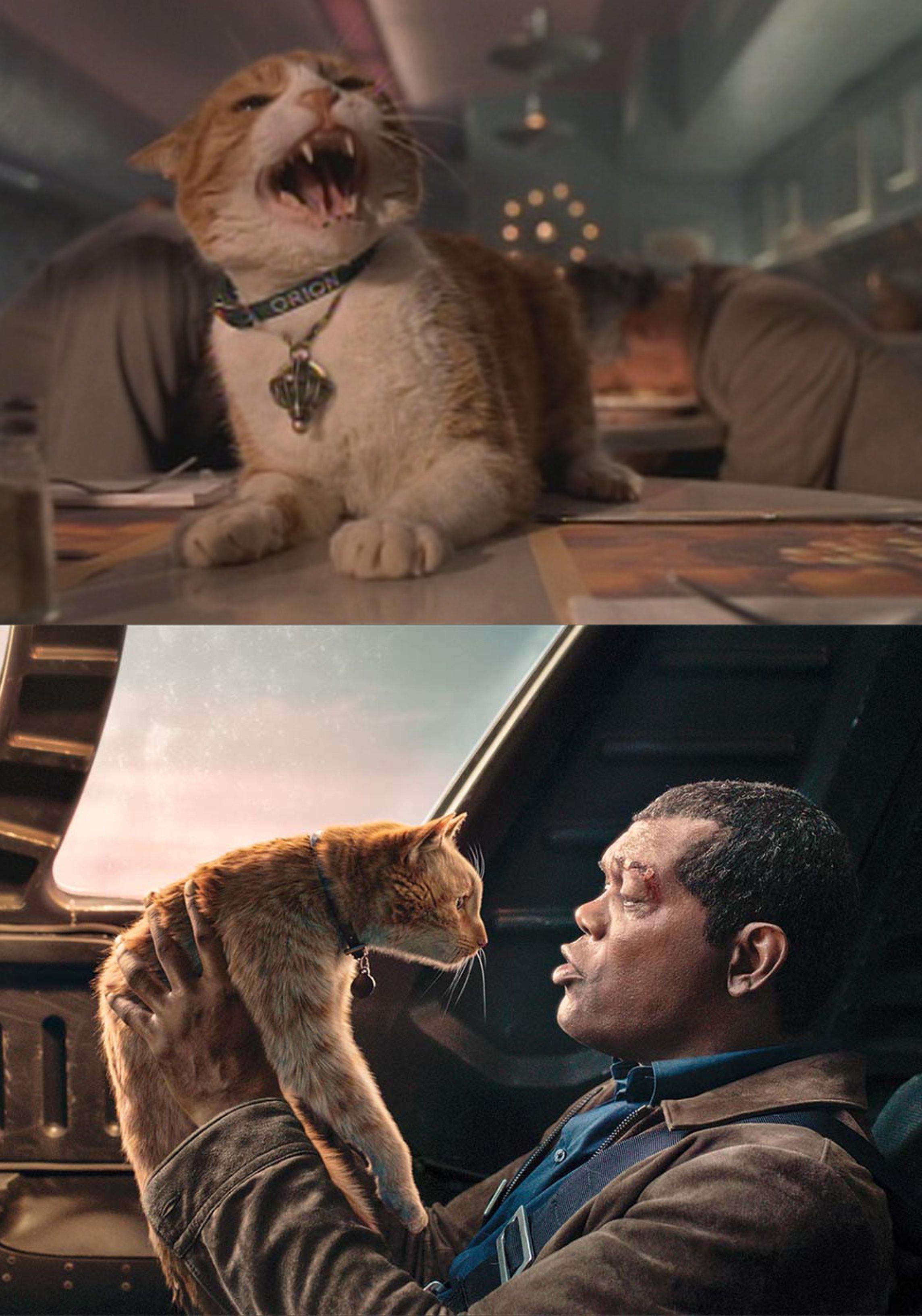 Detail Cat From Men In Black Nomer 6