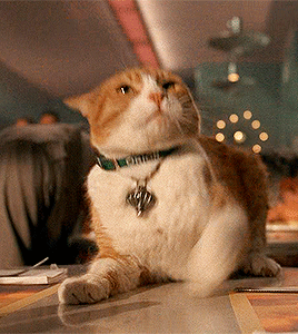 Detail Cat From Men In Black Nomer 9