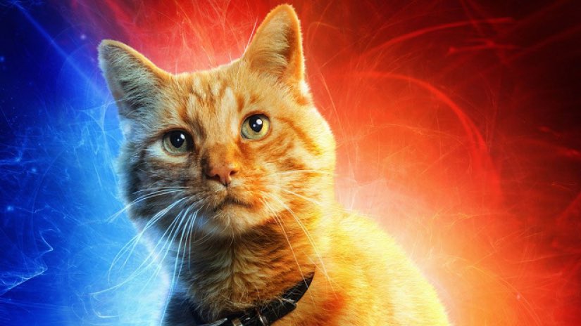 Detail Cat From Men In Black Nomer 13