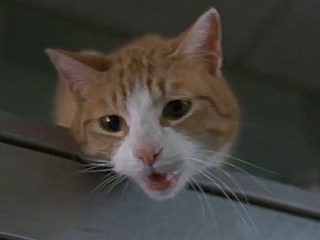 Detail Cat From Men In Black Nomer 15