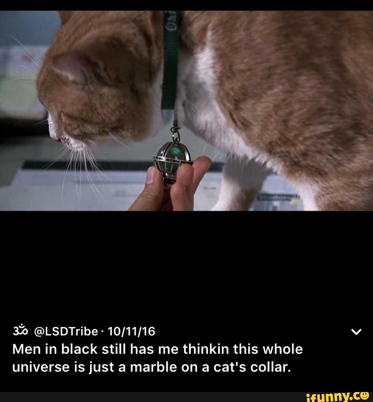 Detail Cat From Men In Black Nomer 20