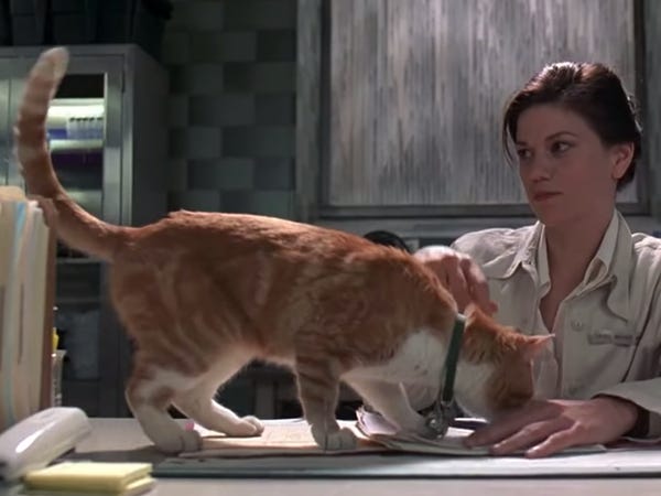 Detail Cat From Men In Black Nomer 2