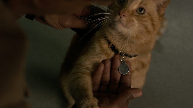 Detail Cat From Men In Black Nomer 23
