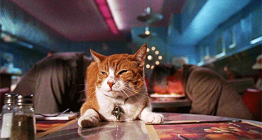 Detail Cat From Men In Black Nomer 24