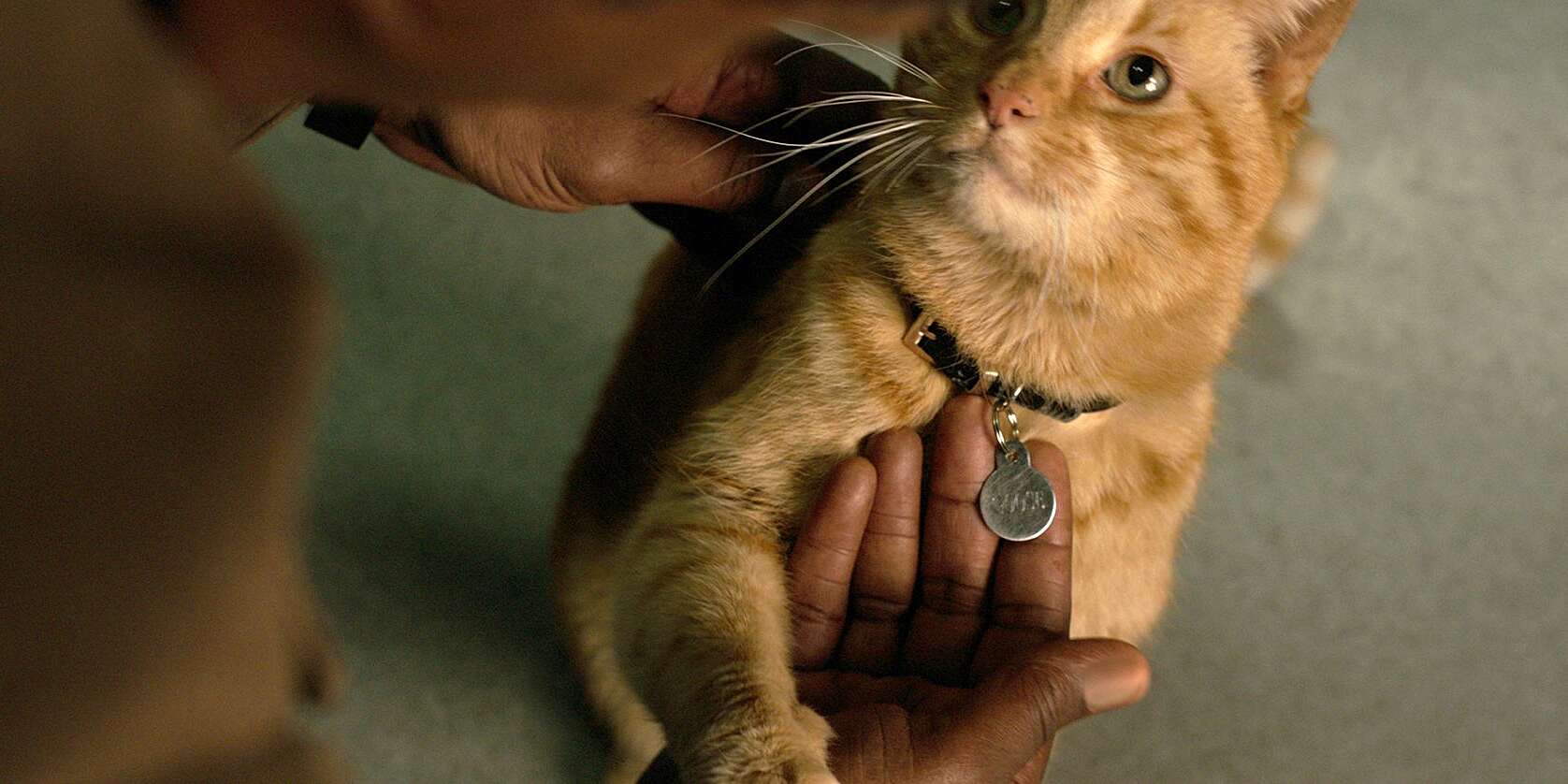 Detail Cat From Men In Black Nomer 35