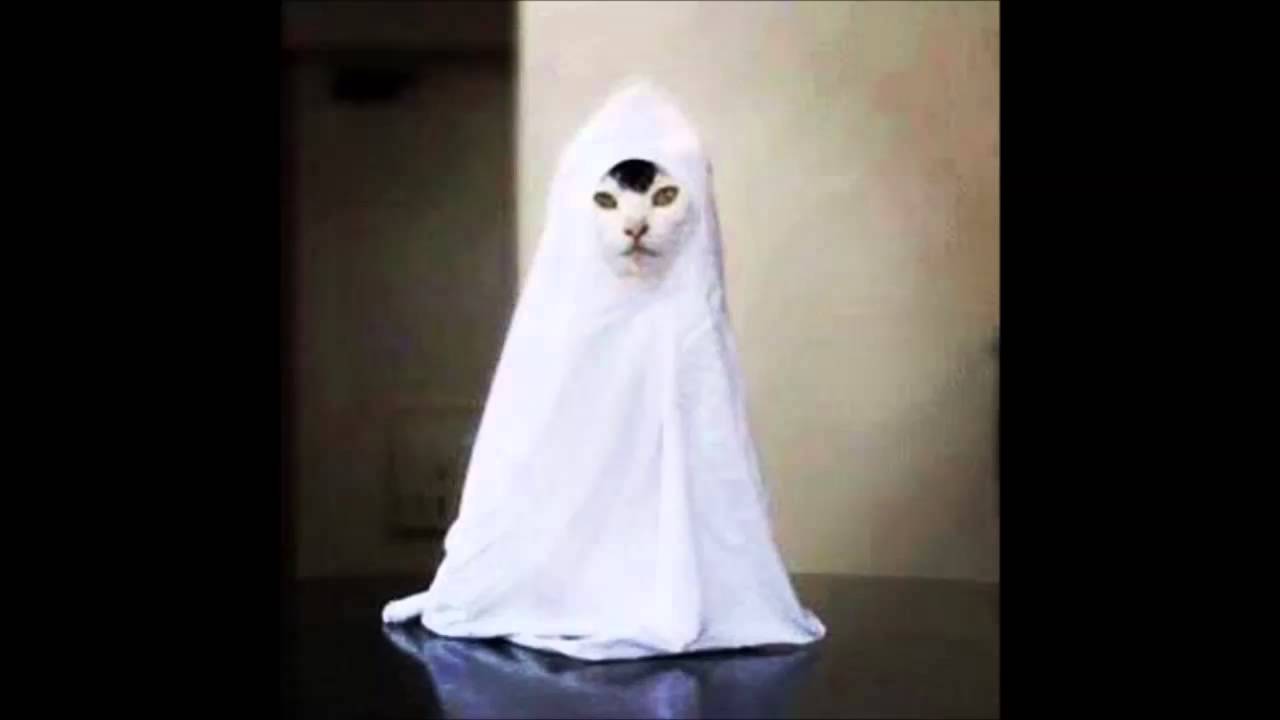 Detail Cat Ghost Meme Nomer 23