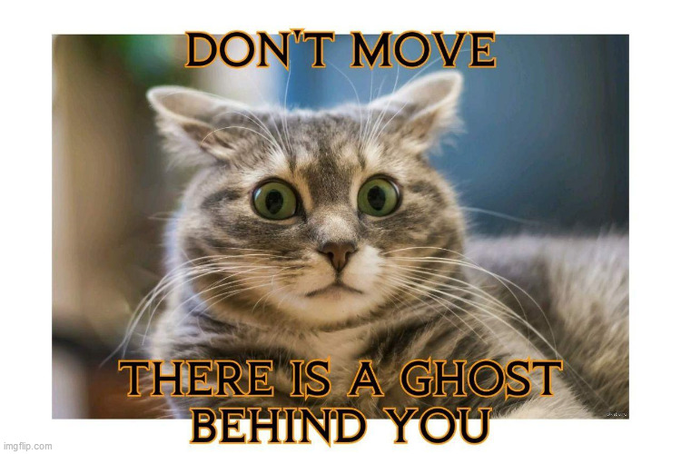 Detail Cat Ghost Meme Nomer 31