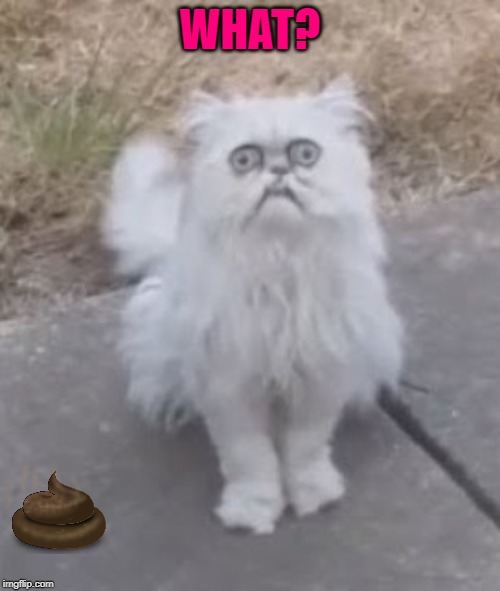 Detail Cat Ghost Meme Nomer 33