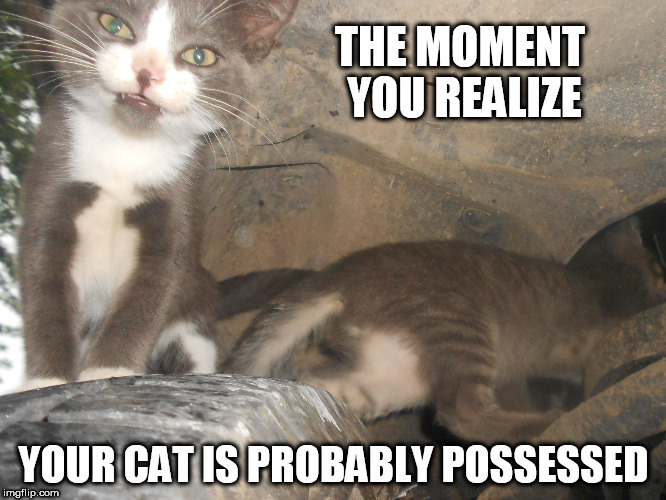 Detail Cat Ghost Meme Nomer 35