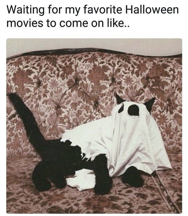 Detail Cat Ghost Meme Nomer 36