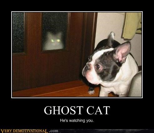 Detail Cat Ghost Meme Nomer 39