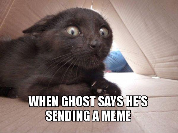 Detail Cat Ghost Meme Nomer 43