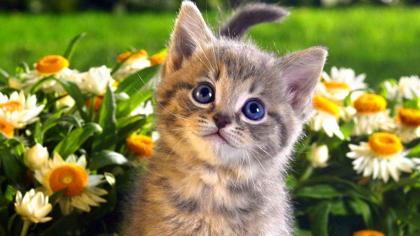 Download Cat Images Download Nomer 27