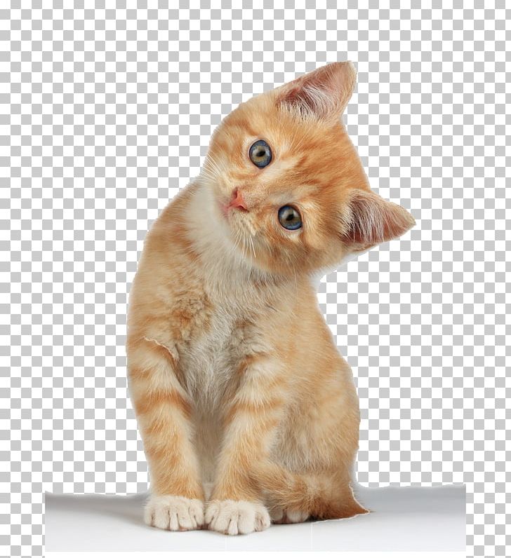 Detail Cat Images Png Nomer 15