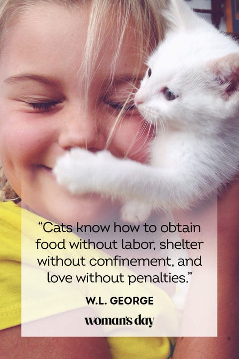 Detail Cat Love Quotes Images Nomer 19